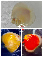 Pack of 3 Live Discus Fish - Red + Yellow + Platinum - Size 3.5in - 4in